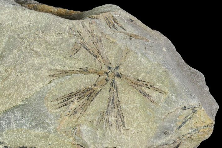 Pennsylvanian Fossil Horsetail (Annularia) Whorl - Kentucky #112899